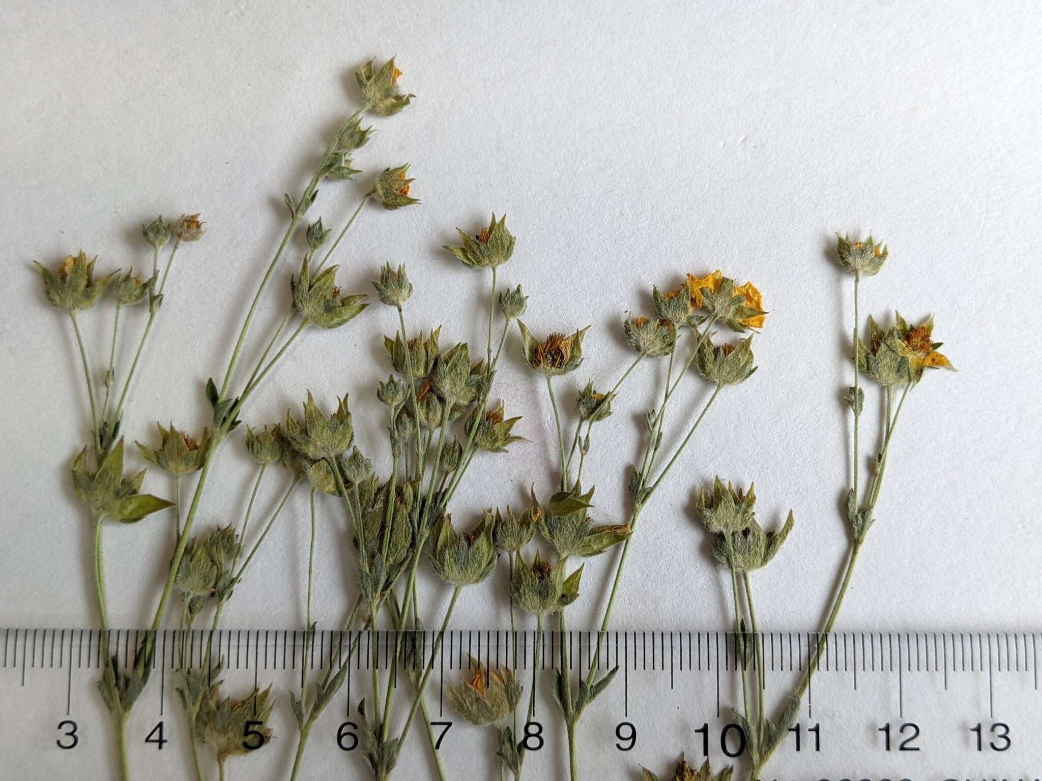 Image de Potentilla gracilis var. fastigiata (Nutt.) S. Wats.