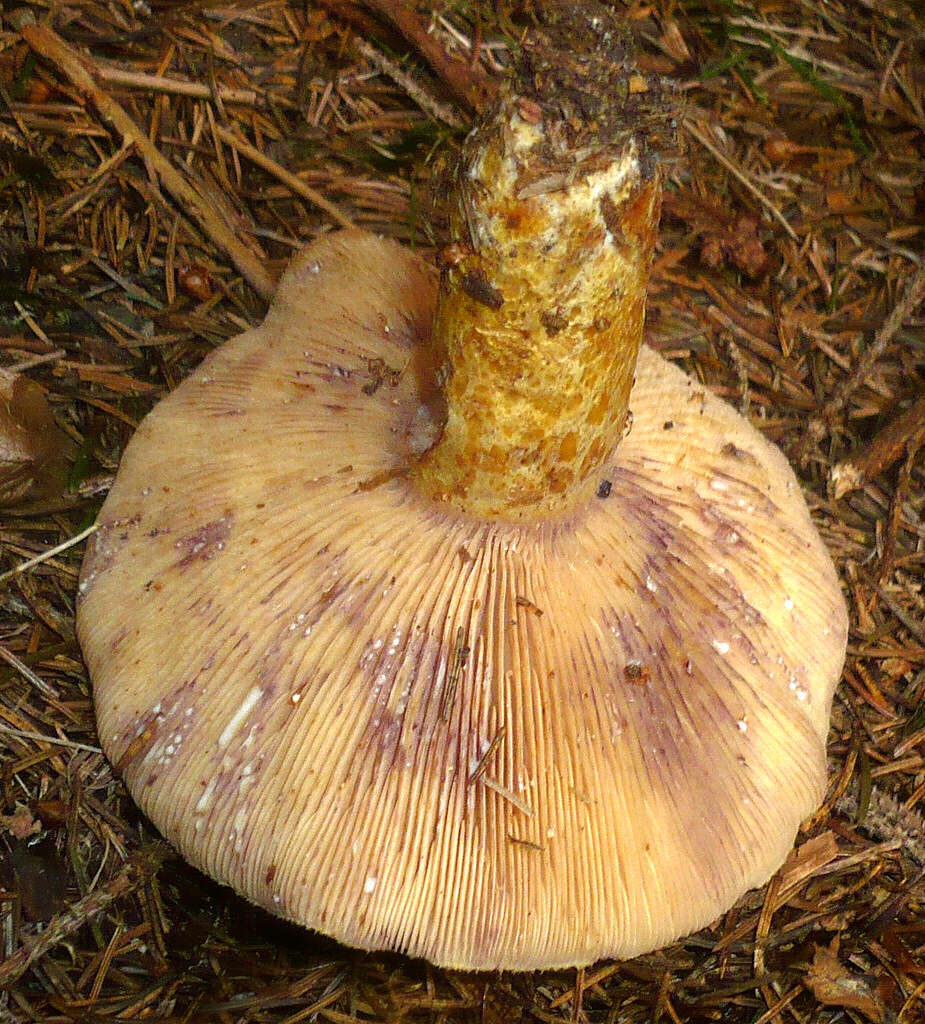 Image of Lactarius repraesentaneus Britzelm. 1885