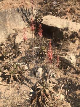 Image of Aloe greatheadii Schönland