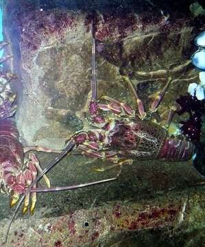 Image of Cape Rock Lobster