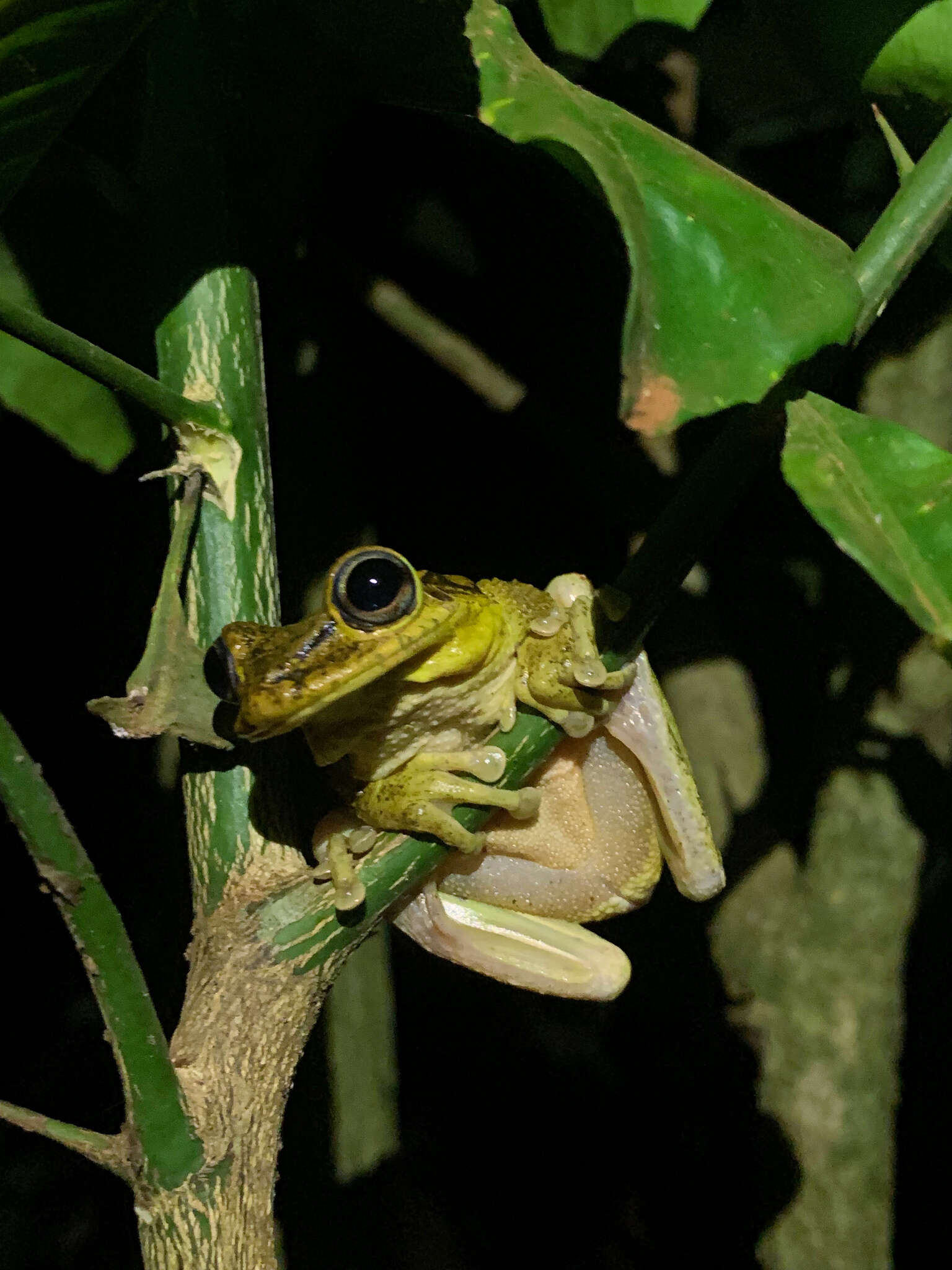 Image of Hispaniolan Common Treefrog