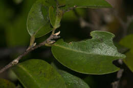 Imagem de Diospyros sandwicensis (A. DC.) Fosberg