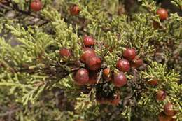 Image of Phoenician Juniper