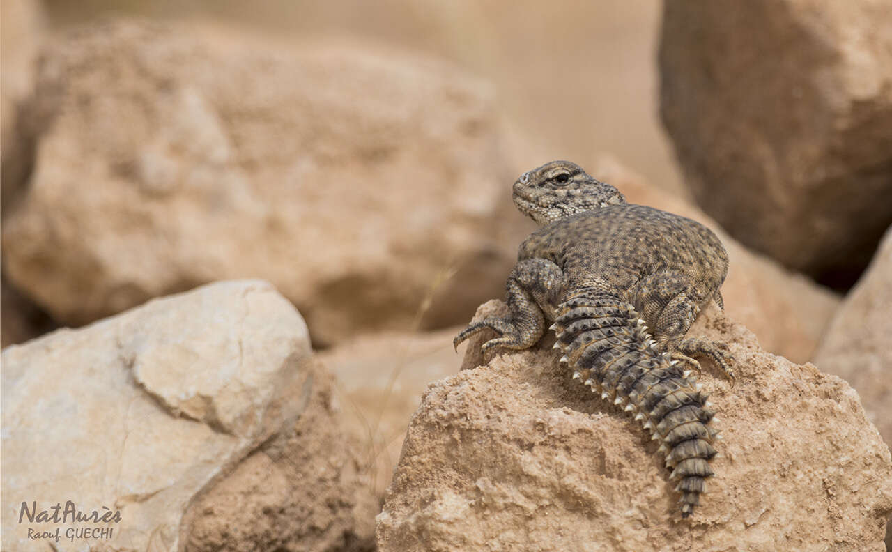 Image of North African Spiny-tailed Lizard