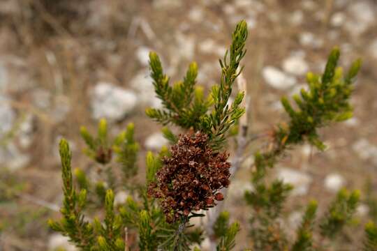 Image of Erica multiflora L.