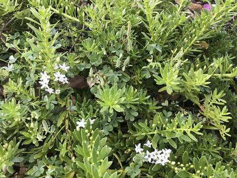 Image of slender myoporum