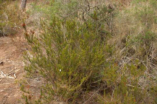 Image of Erica multiflora L.