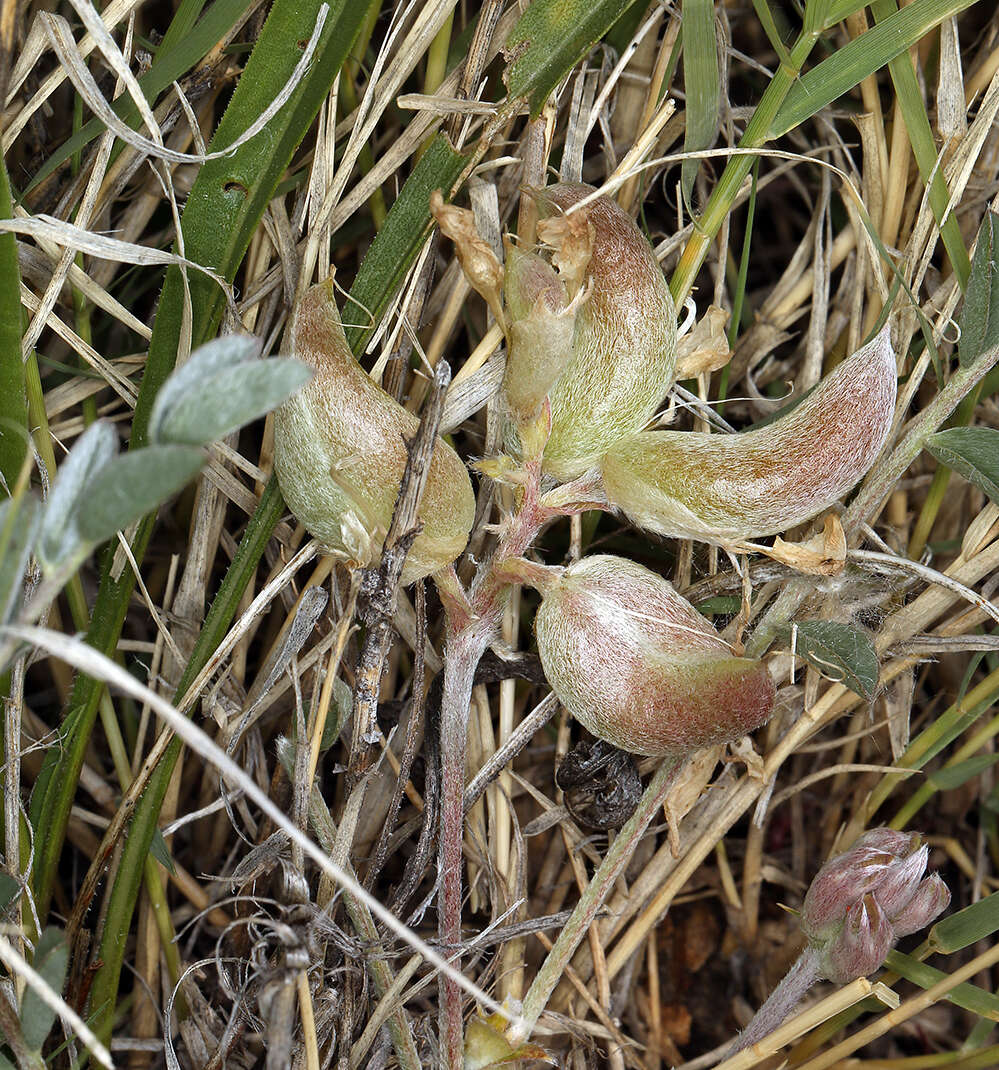 Imagem de <i>Astragalus <i>argophyllus</i></i> var. argophyllus