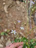 Слика од Gypsophila elegans M. Bieb.