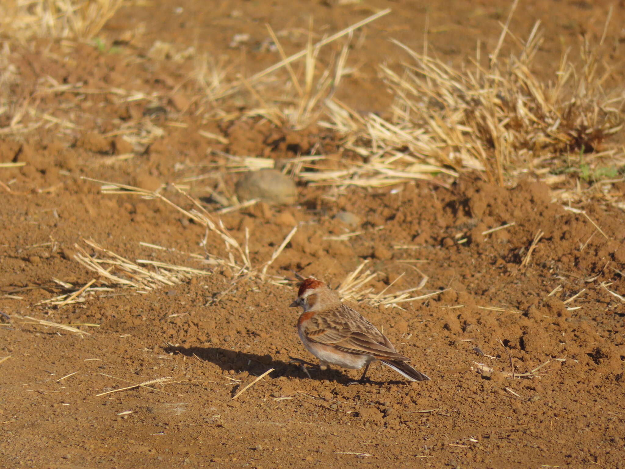 Image of <i>Calandrella cinerea alluvia</i>