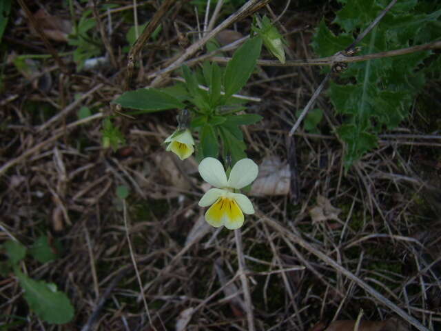 Слика од Viola arvensis Murray