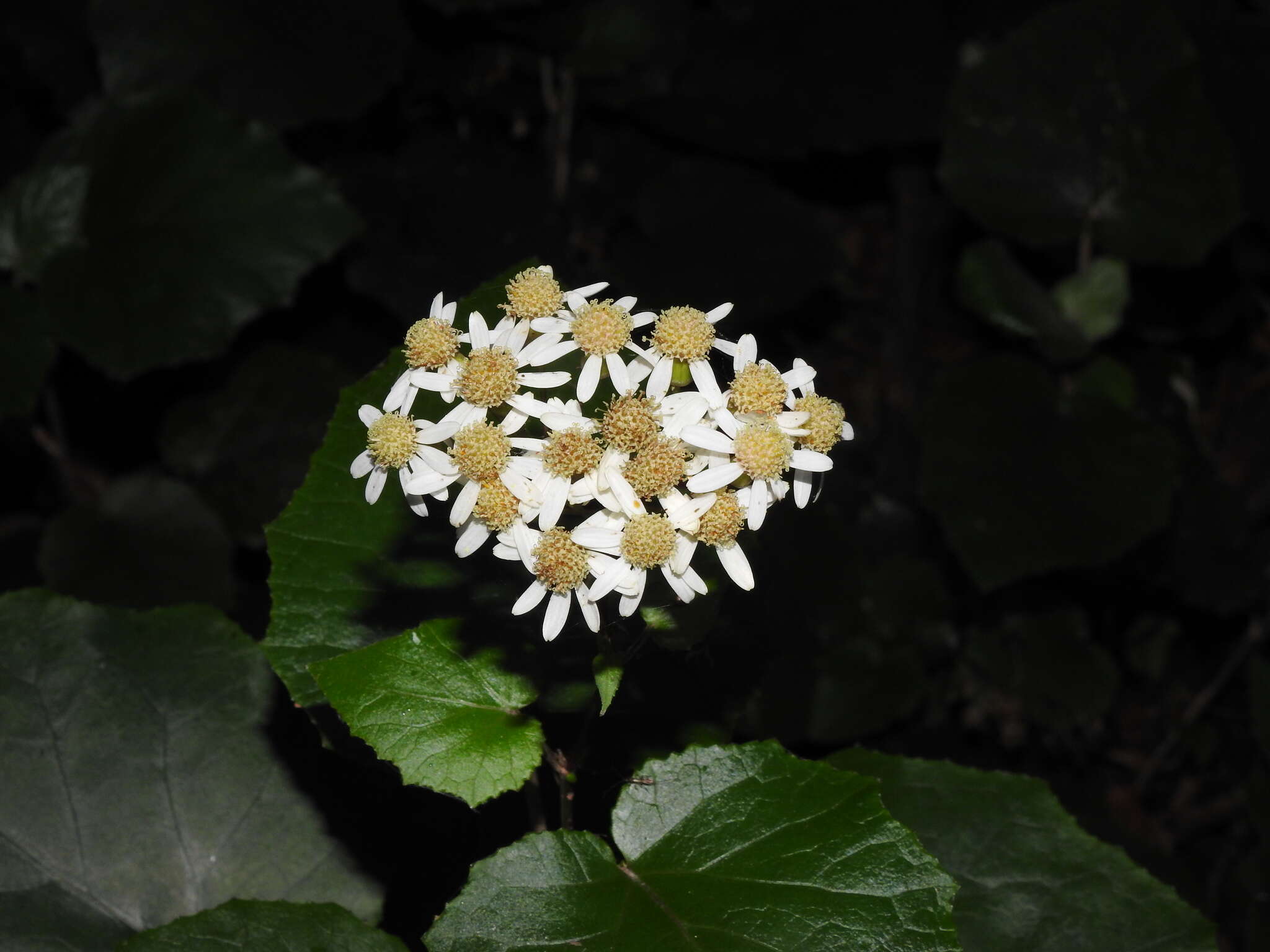 Imagem de Pericallis appendiculata (L. fil.) B. Nord.