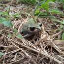 Image of Hasselt's Litter Frog