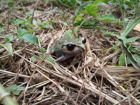 Image of Hasselt's Litter Frog