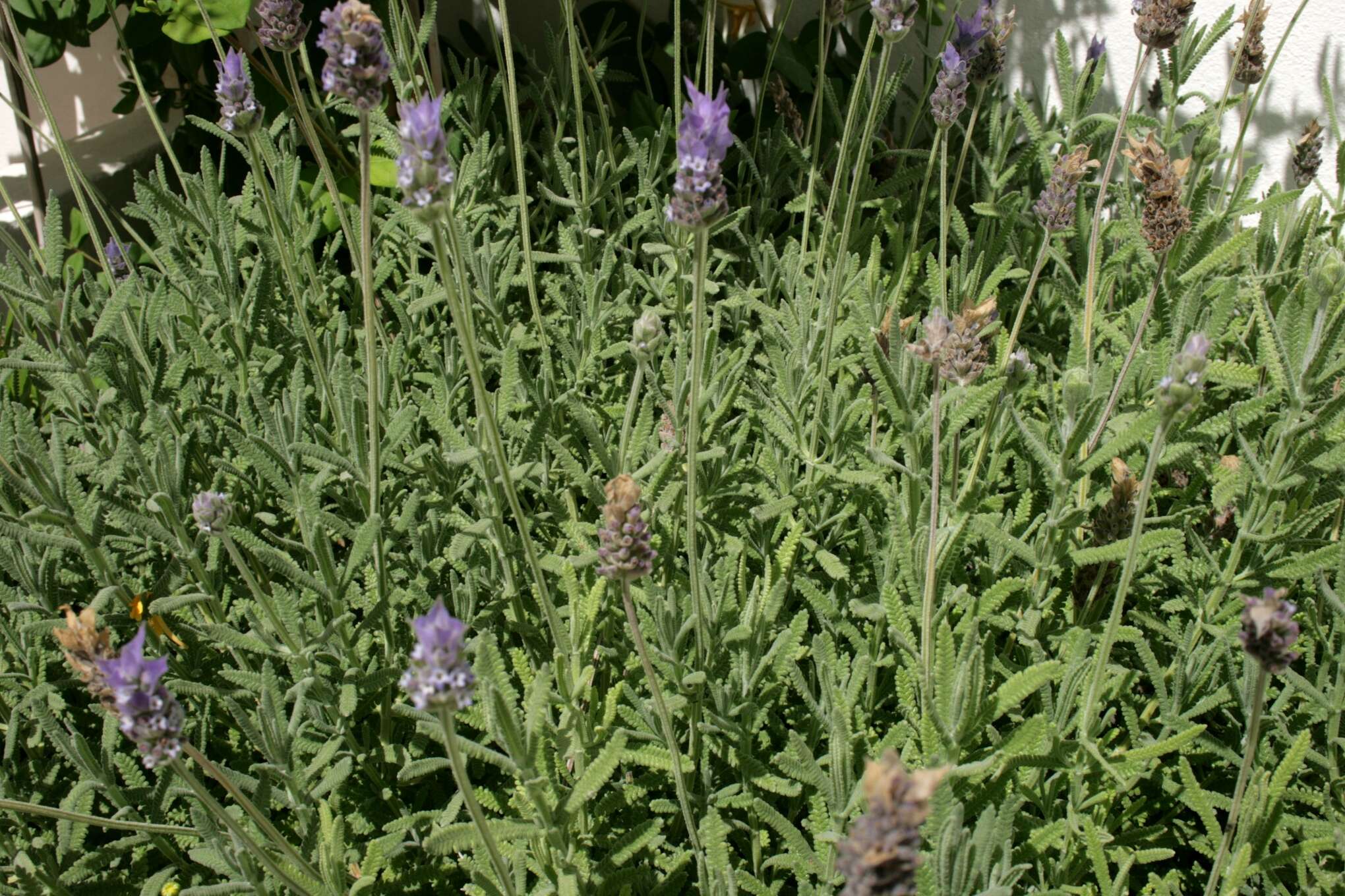 Image of French lavender