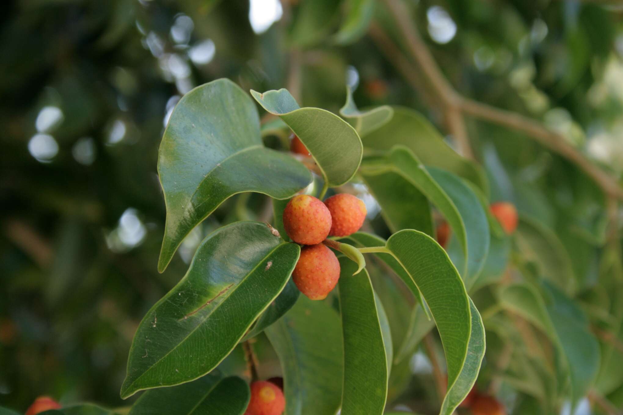 Imagem de Ficus benjamina L.