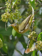 Image of Abyssinian White-eye