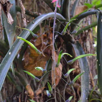 Слика од Billbergia viridiflora H. Wendl.