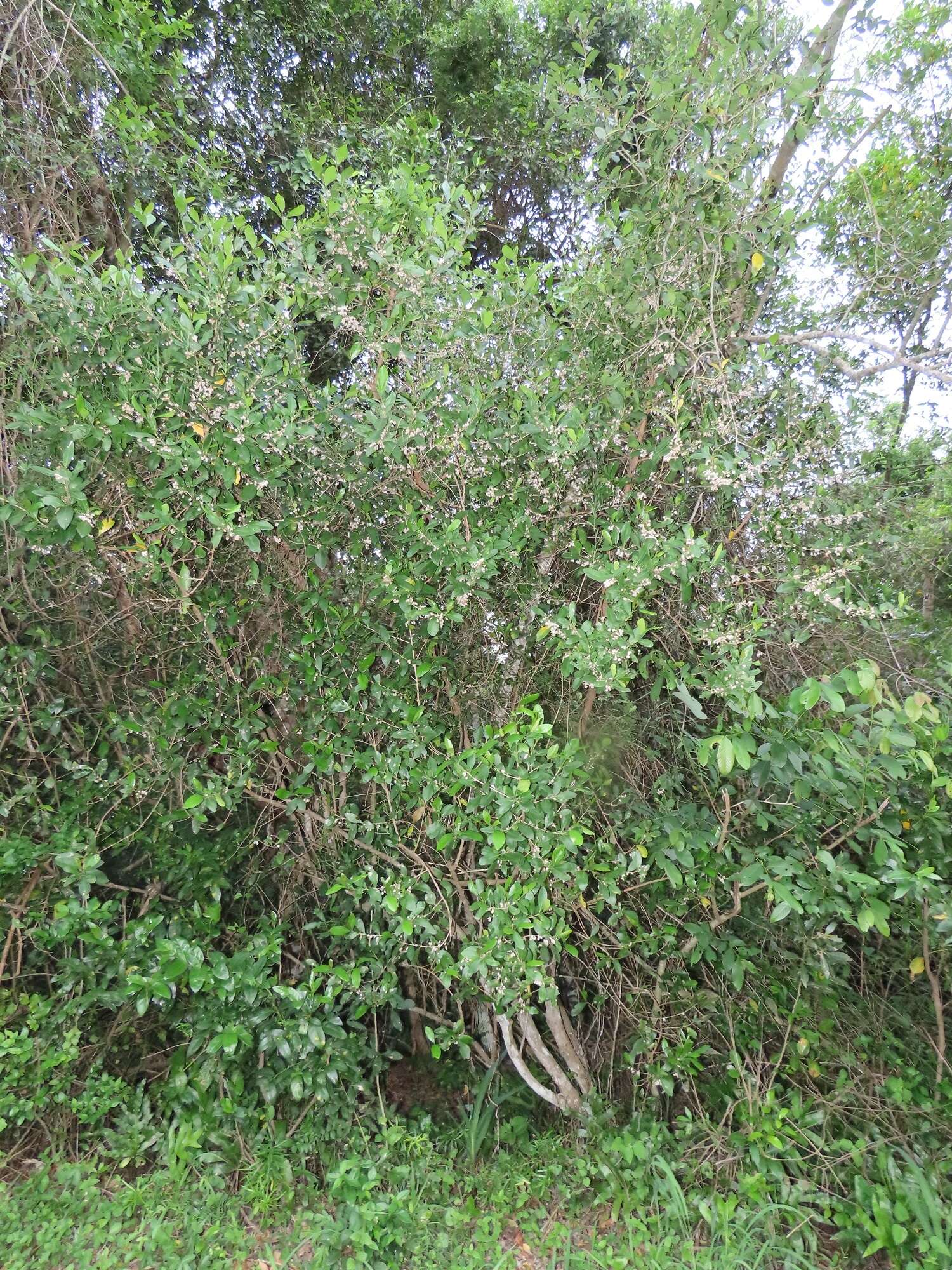 Image of Empogona coriacea (Sond.) Tosh & Robbr.