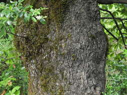 Слика од Quercus longispica (Hand.-Mazz.) A. Camus
