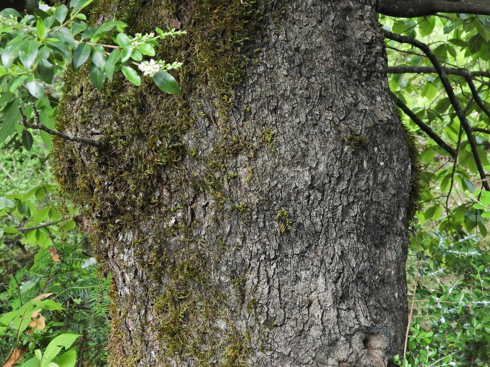 Plancia ëd Quercus longispica (Hand.-Mazz.) A. Camus