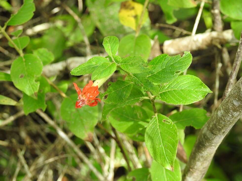 Image of Cuphea intermedia Hemsl.