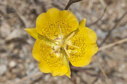 Image of Weed's mariposa lily