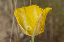 Image of Weed's mariposa lily