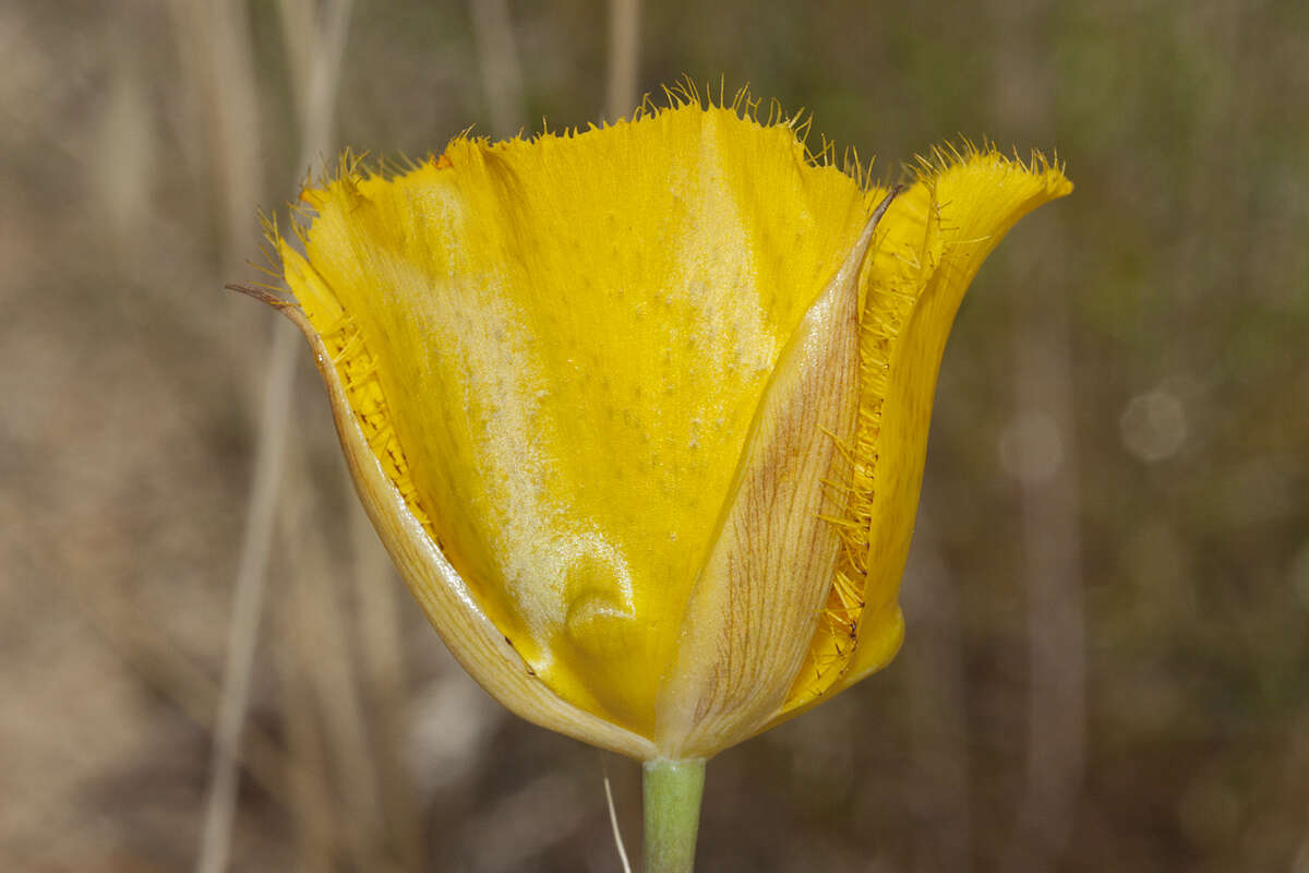 Image of Weed's mariposa lily