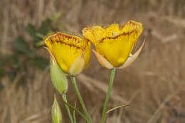 Image of Weed's mariposa lily