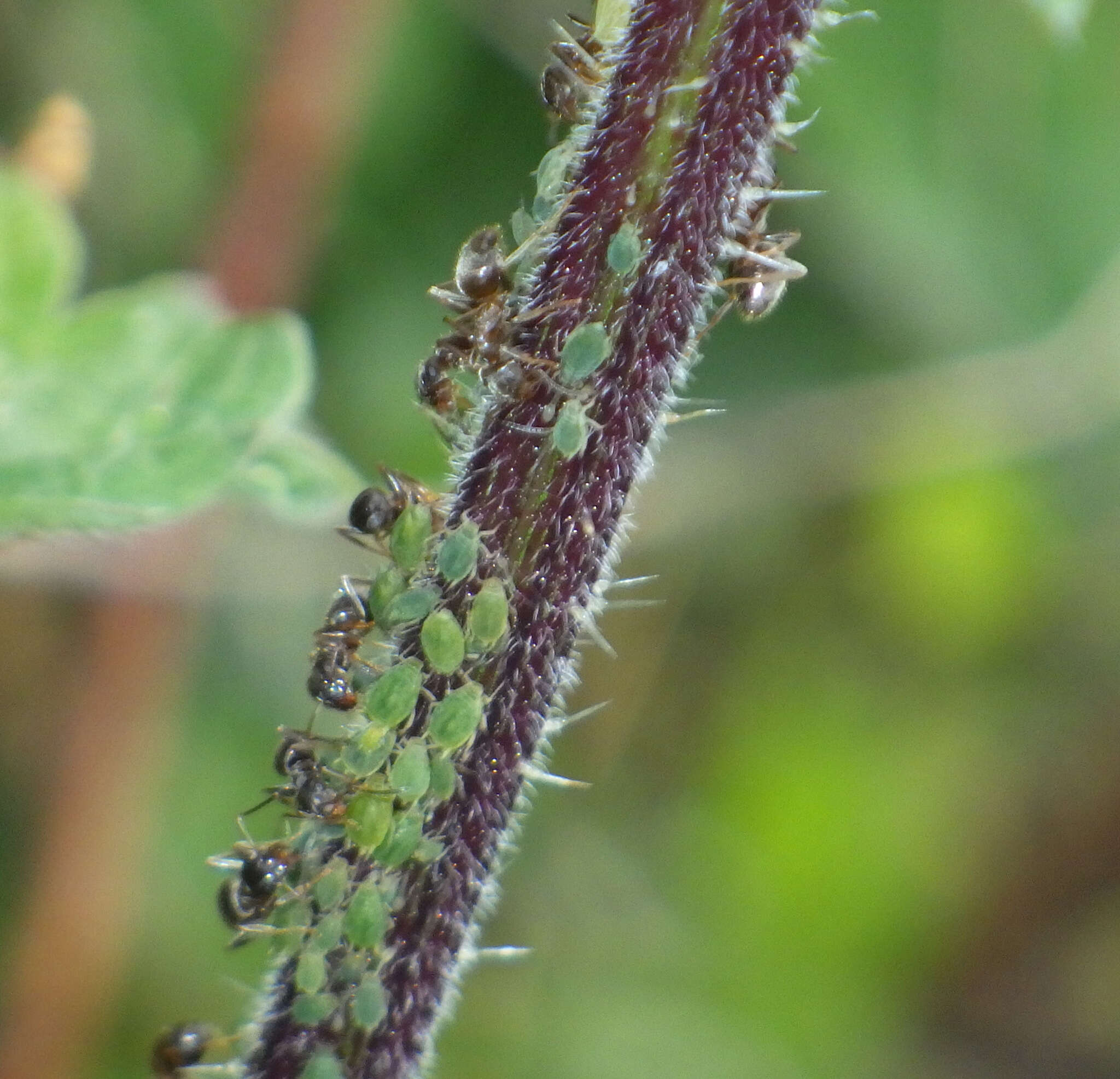 Image of Aphid