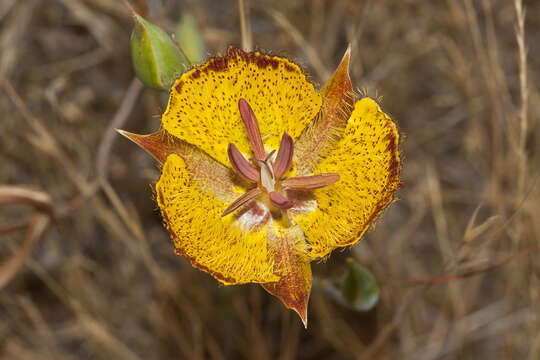 Image of Weed's mariposa lily