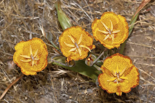 Image of Weed's mariposa lily