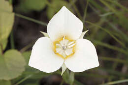 Слика од Calochortus