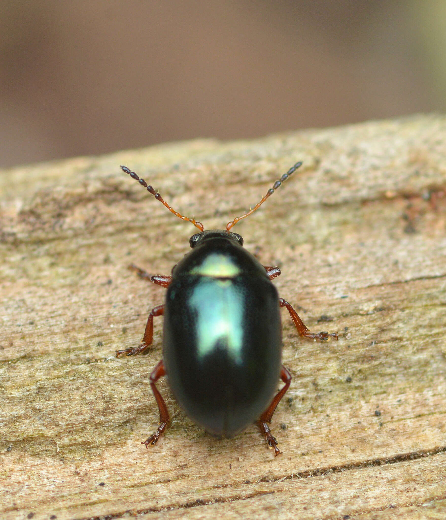 Brachypnoea clypealis (Horn 1892)的圖片