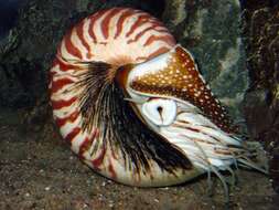 Nautilus pompilius Linnaeus 1758 resmi