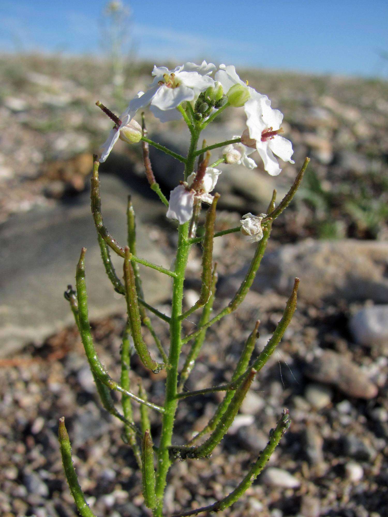 Image de Dontostemon pinnatifidus (Willd.) Al-Shehbaz & H. Ohba