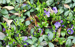 Image of Common Periwinkle