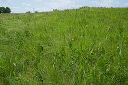 Image of prairie dropseed