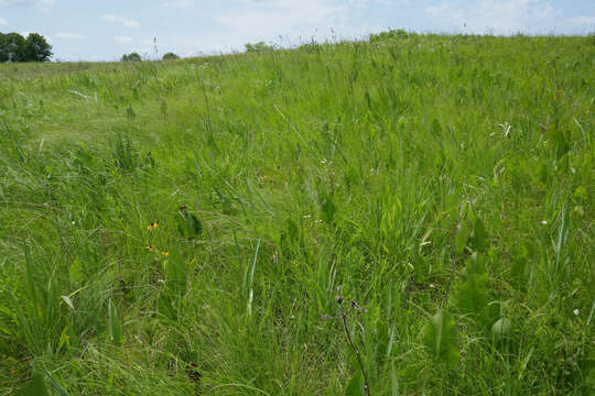 Image of prairie dropseed