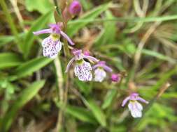 Image de Hemipilia alpestris