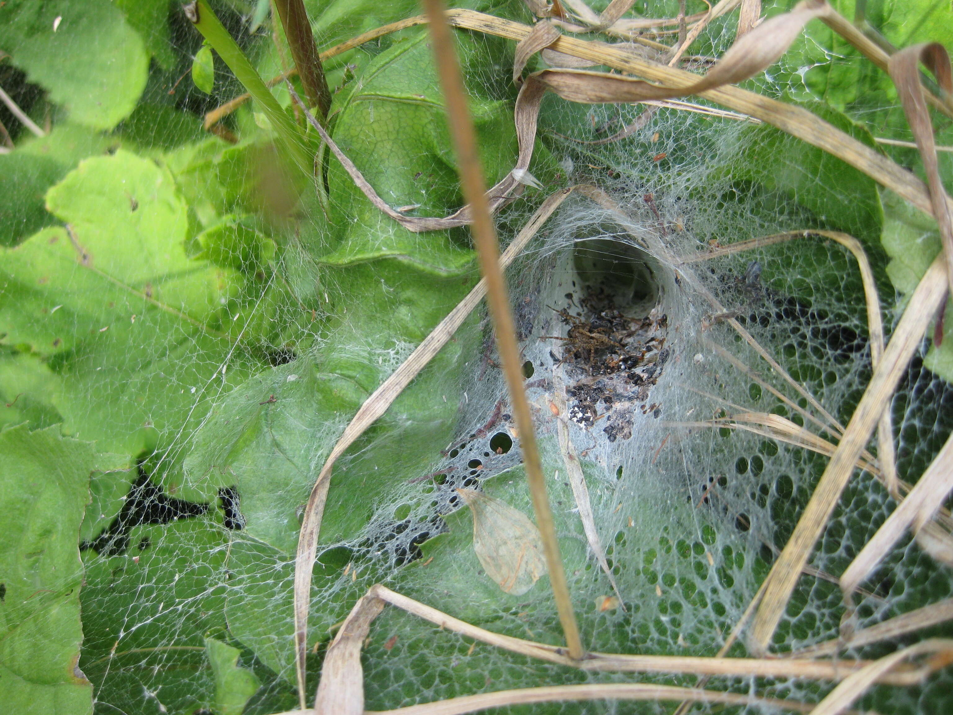 Image of Agelena labyrinthica (Clerck 1757)