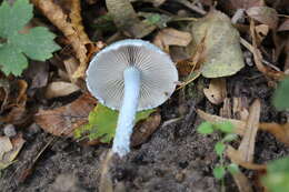 Image of Stropharia aeruginosa (Curtis) Quél. 1872