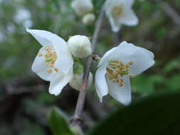 Image of streambank mock orange