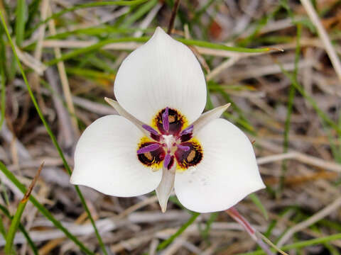 Слика од Calochortus