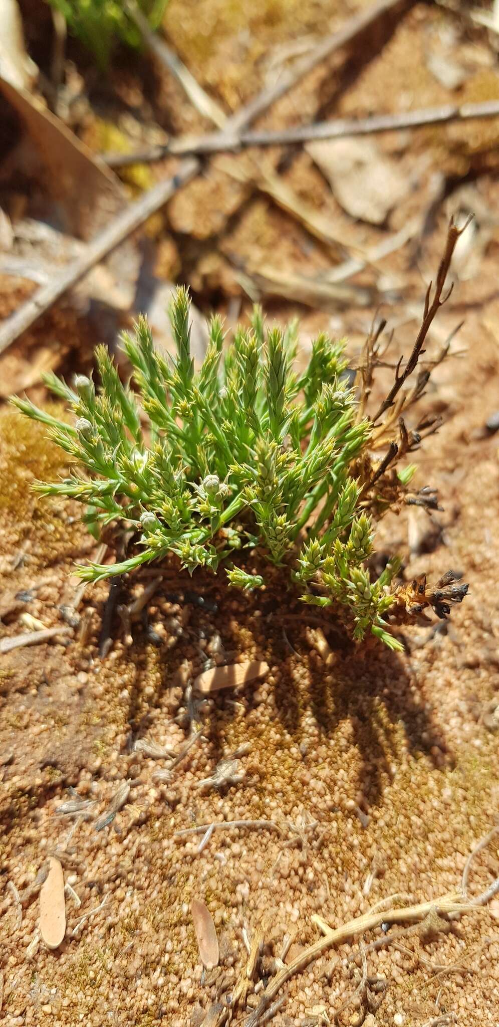 Image of Thesium costatum A. W. Hill