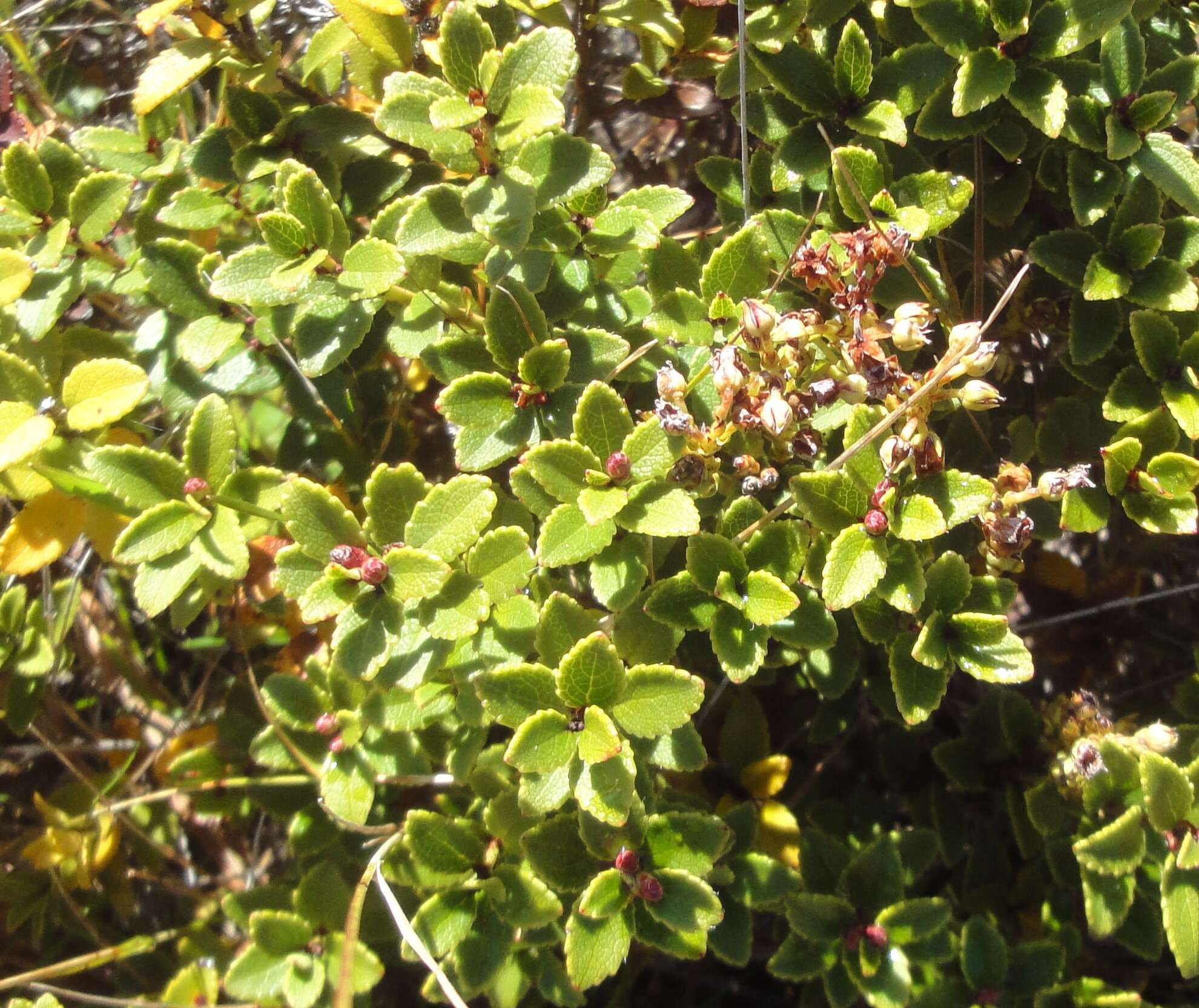 Image of Gaultheria crassa Allan