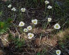 Calochortus leichtlinii Hook. fil. resmi