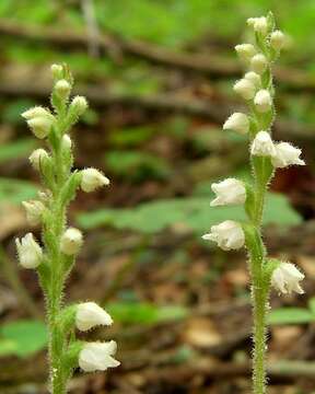 Image of Dwarf rattlesnake plantain (America)