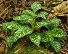 Image of Dwarf rattlesnake plantain (America)